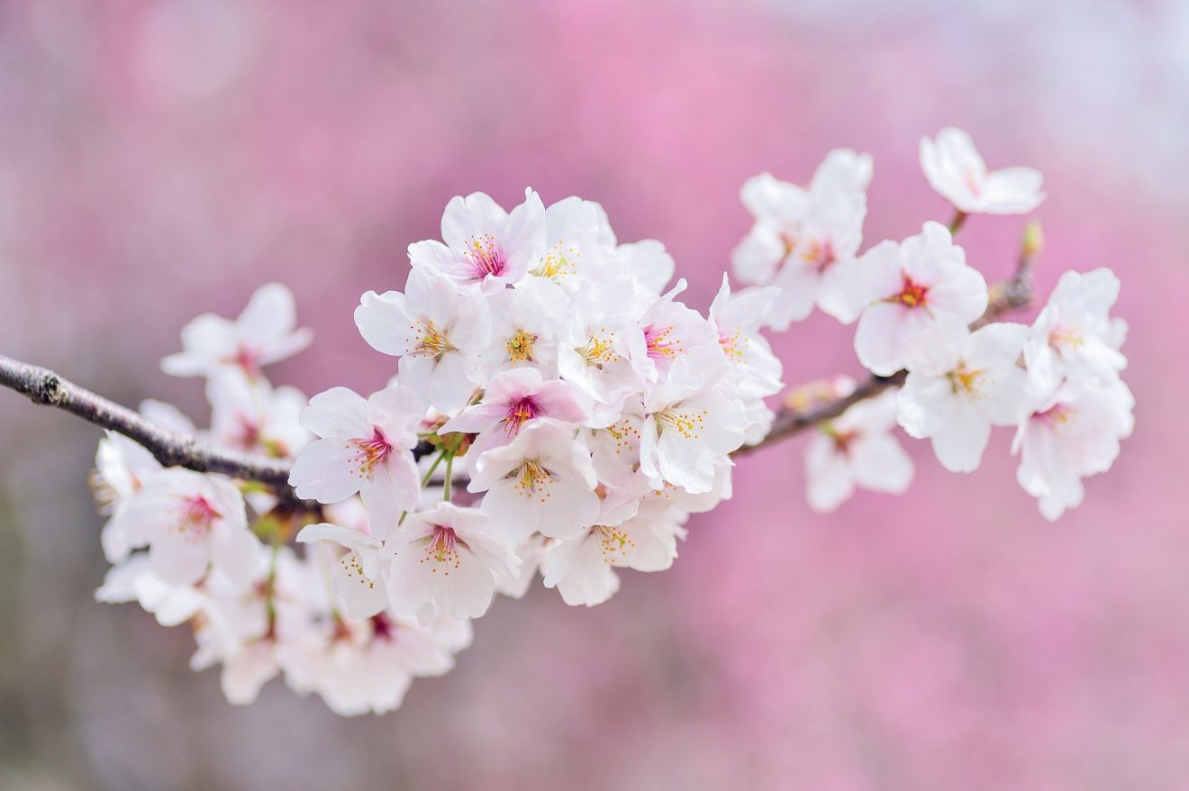 cherry-blossoms-ged813a243_1920