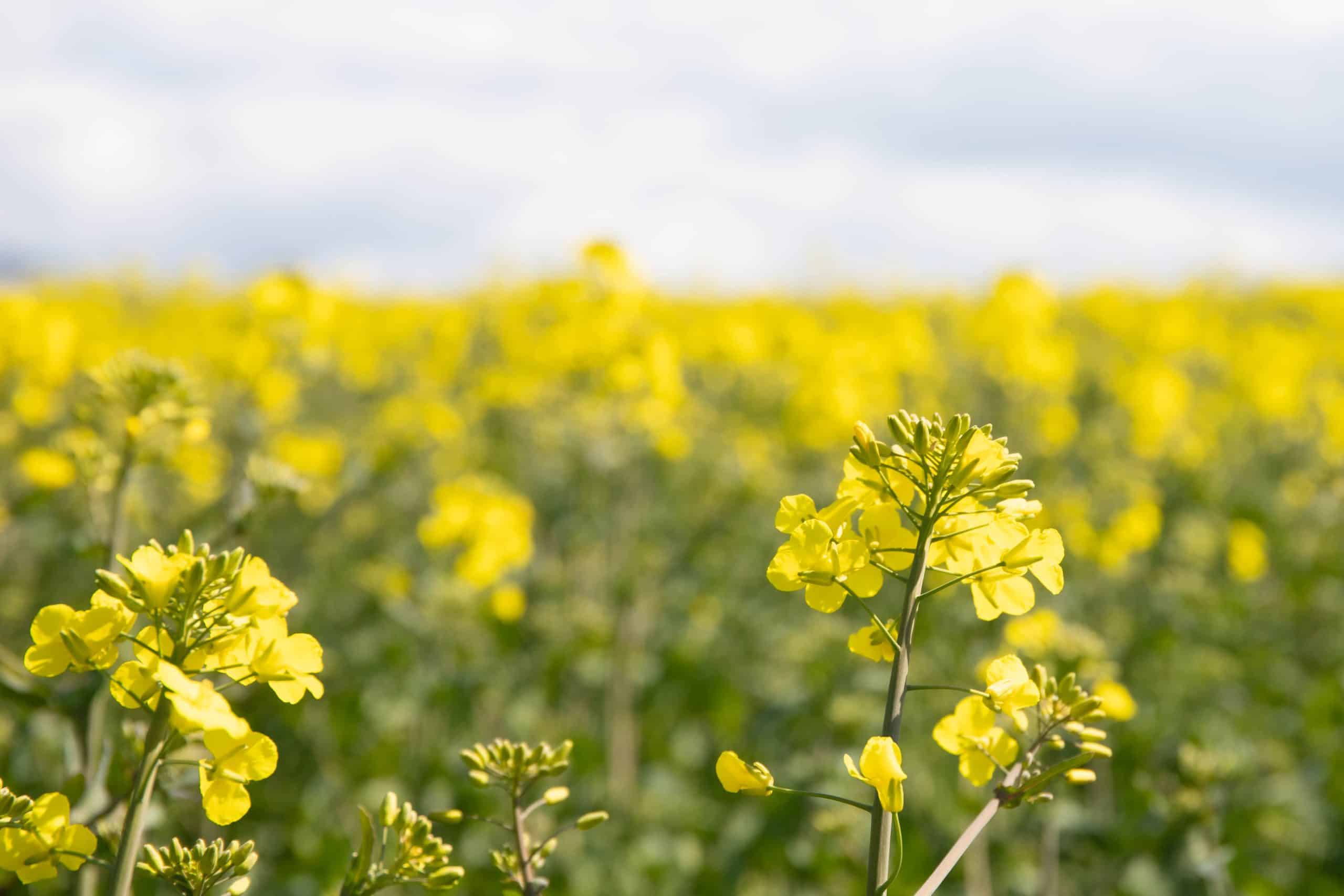 Hjälpmedel - Skånes Kommuner
